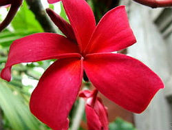 (image for) Plumeria Rubra Red Ribbon x 6 Seeds - Click Image to Close